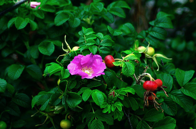 Rose Nectar